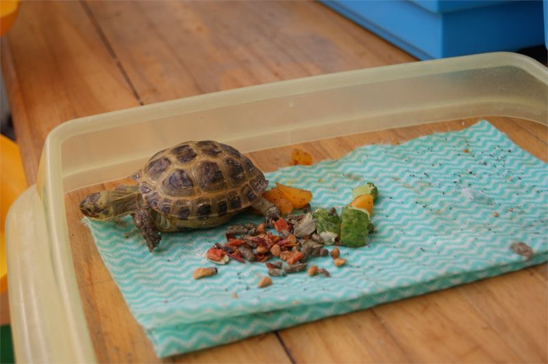 Живой уголок