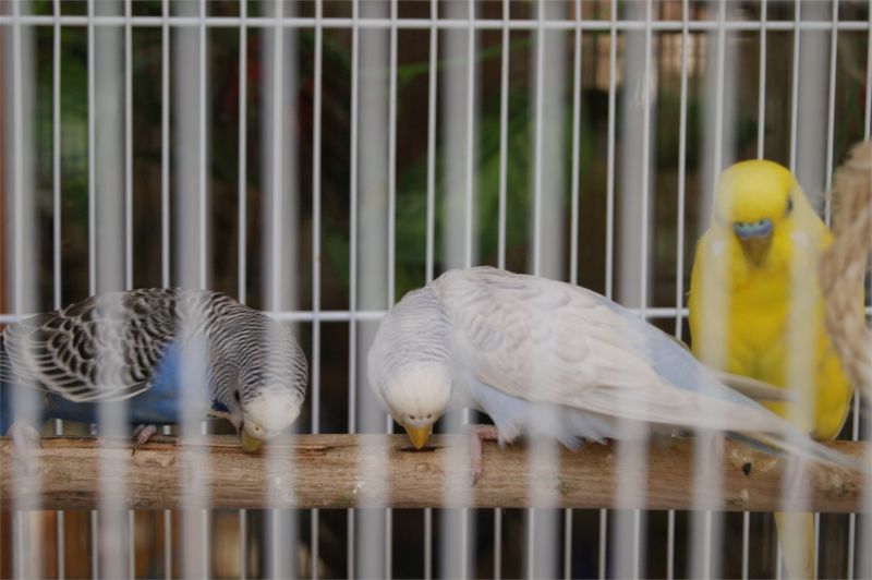 Живой уголок