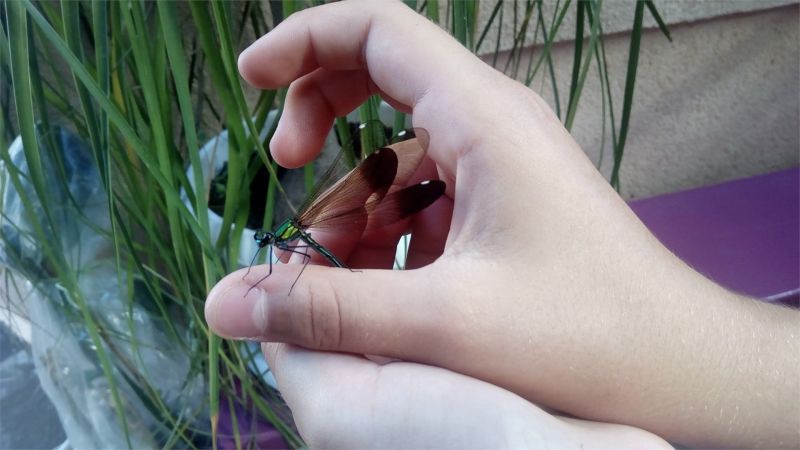 Живой уголок