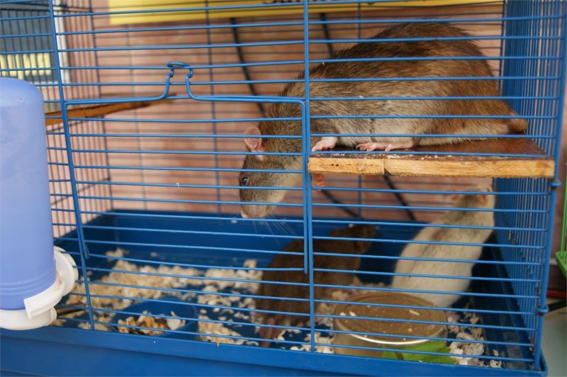 Живой уголок