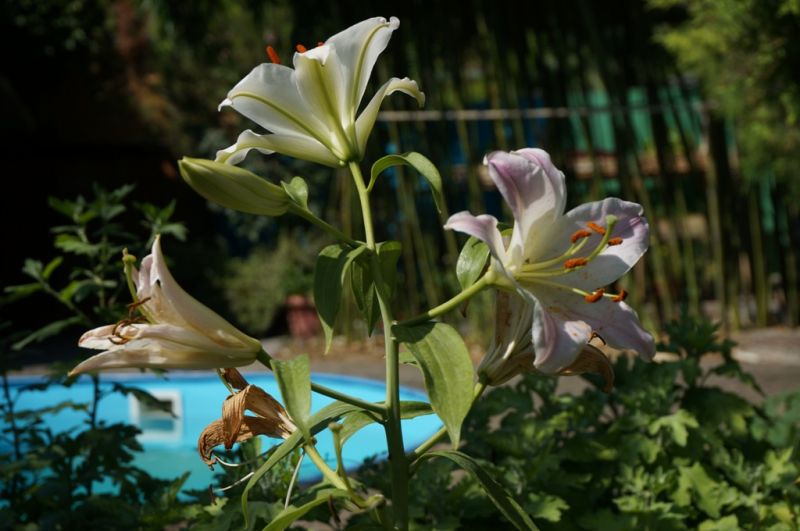 Территория