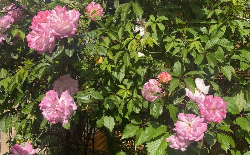 Территория