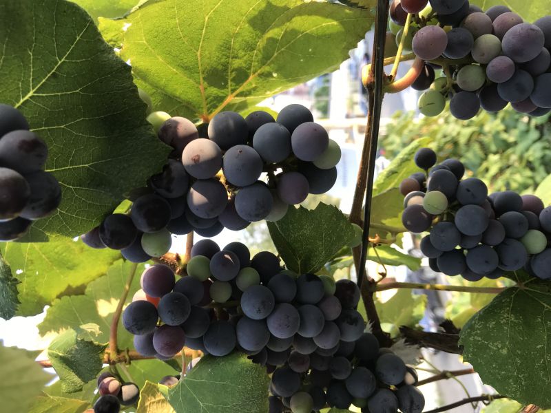 Территория