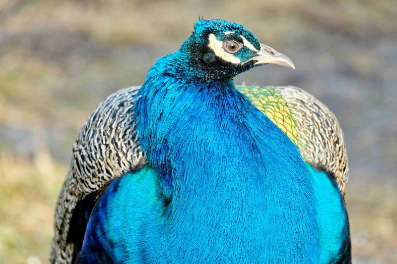 Мини-зоопарк