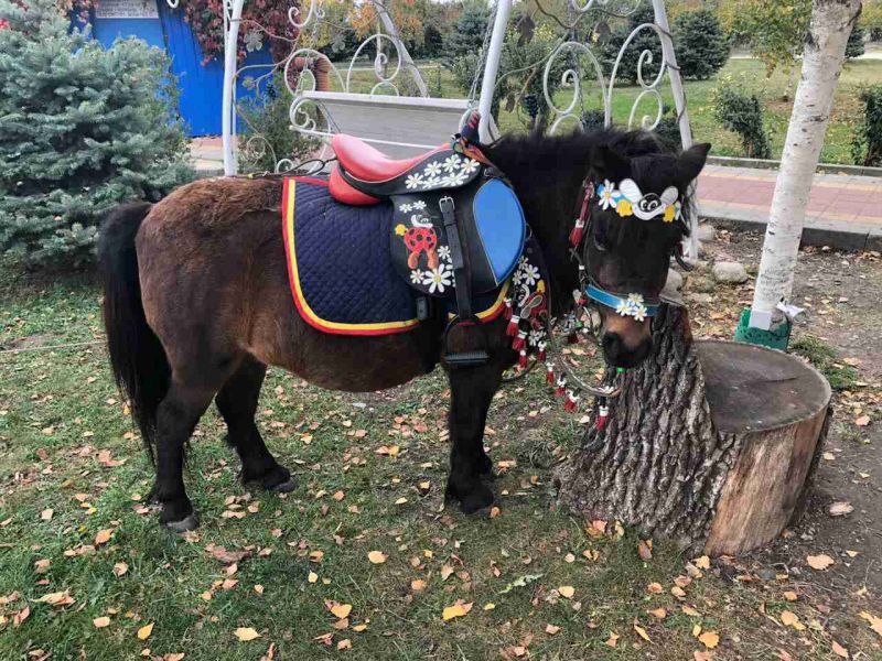 Мини-зоопарк