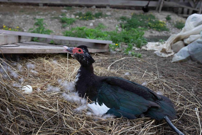 Мини-зоопарк