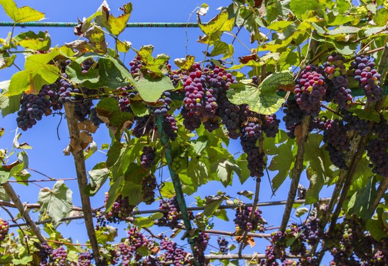 Территория