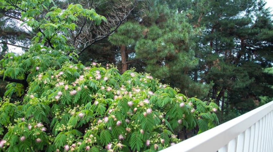 Джуниор Сьют