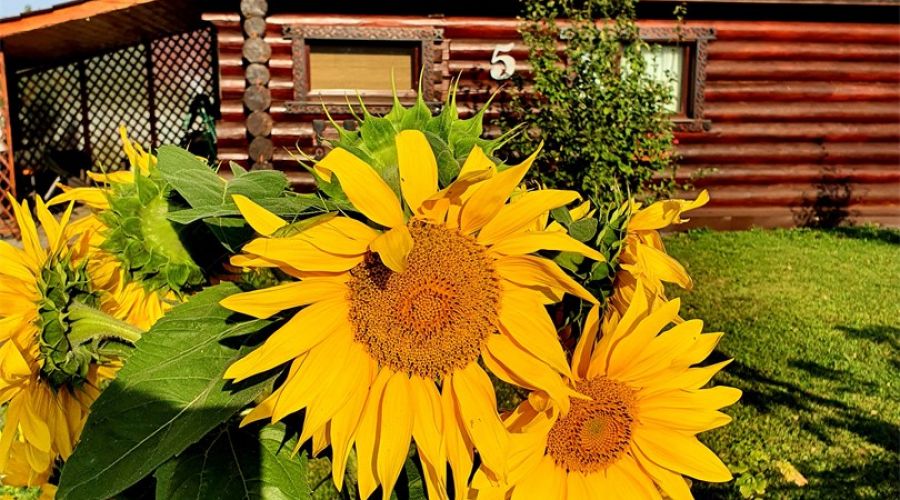 Коттедж с камином,сауной,купелью и терассой №5