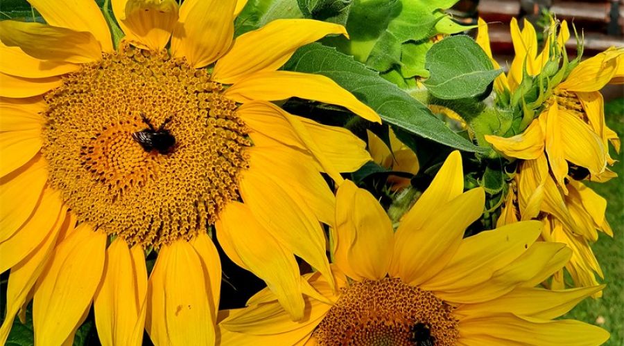 Коттедж с камином,сауной,купелью и терассой №5