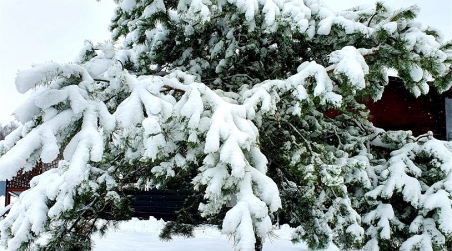 Большой Коттедж с камином,сауной  и терассой №9