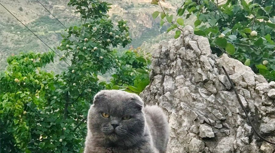 Трехместный стандарт с видом на горы