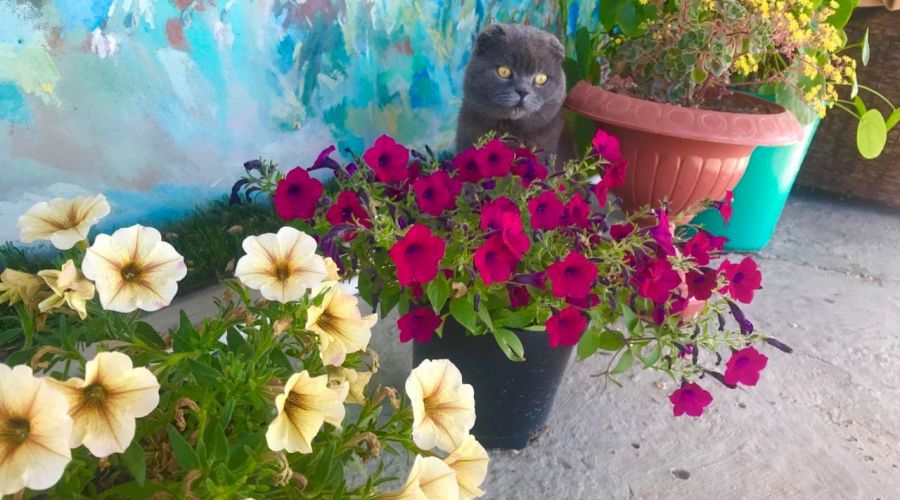 Трехместный стандарт