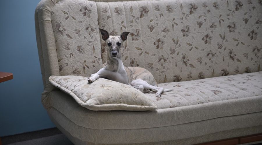 Полулюкс 2-местный №3,8 без балкона